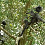 Sunda Silvery Langur (image by Craig Robson)