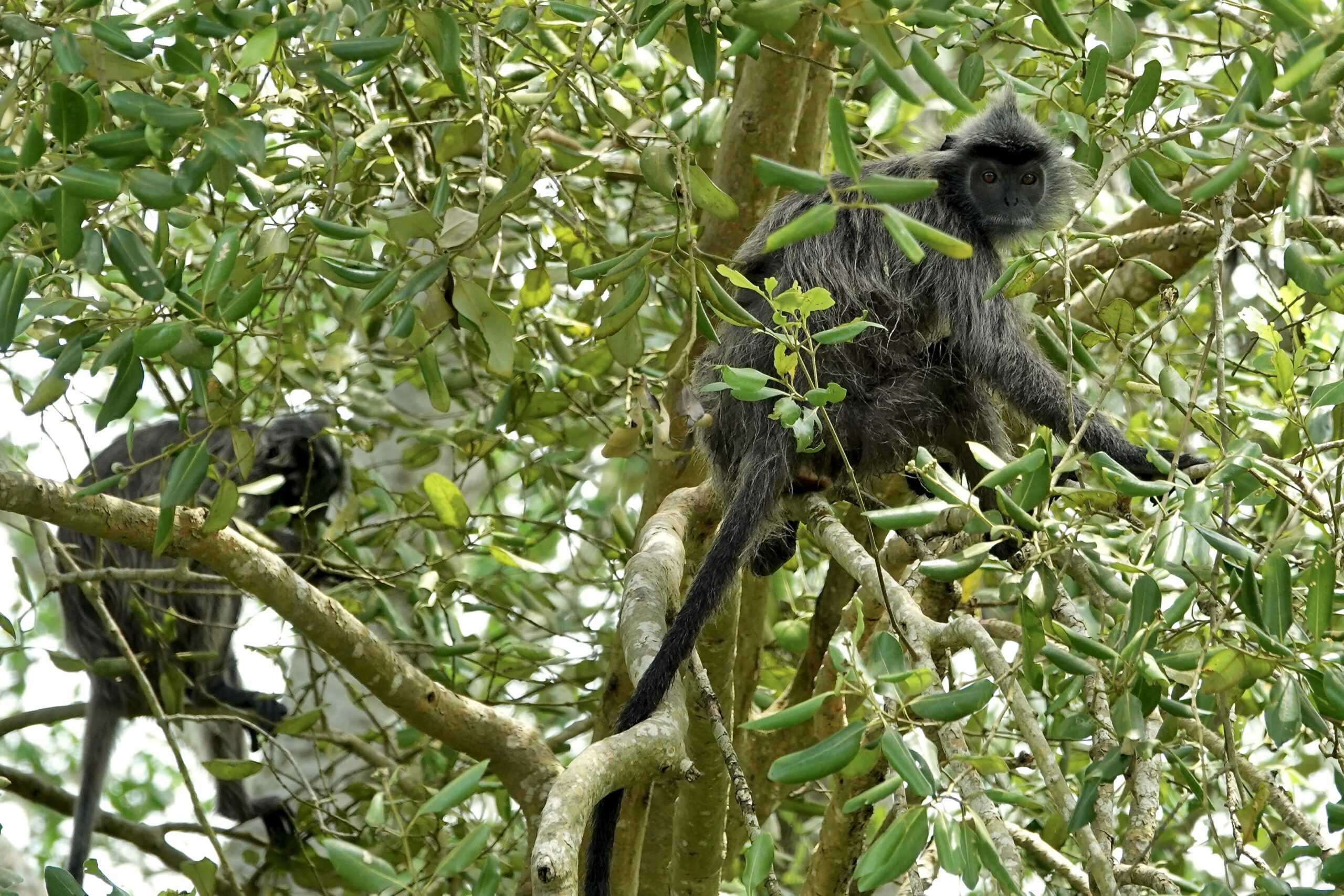 Sunda Silvery Langur (image by Craig Robson)