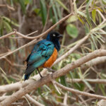 Superb Starling (image by Mark Van Beirs)