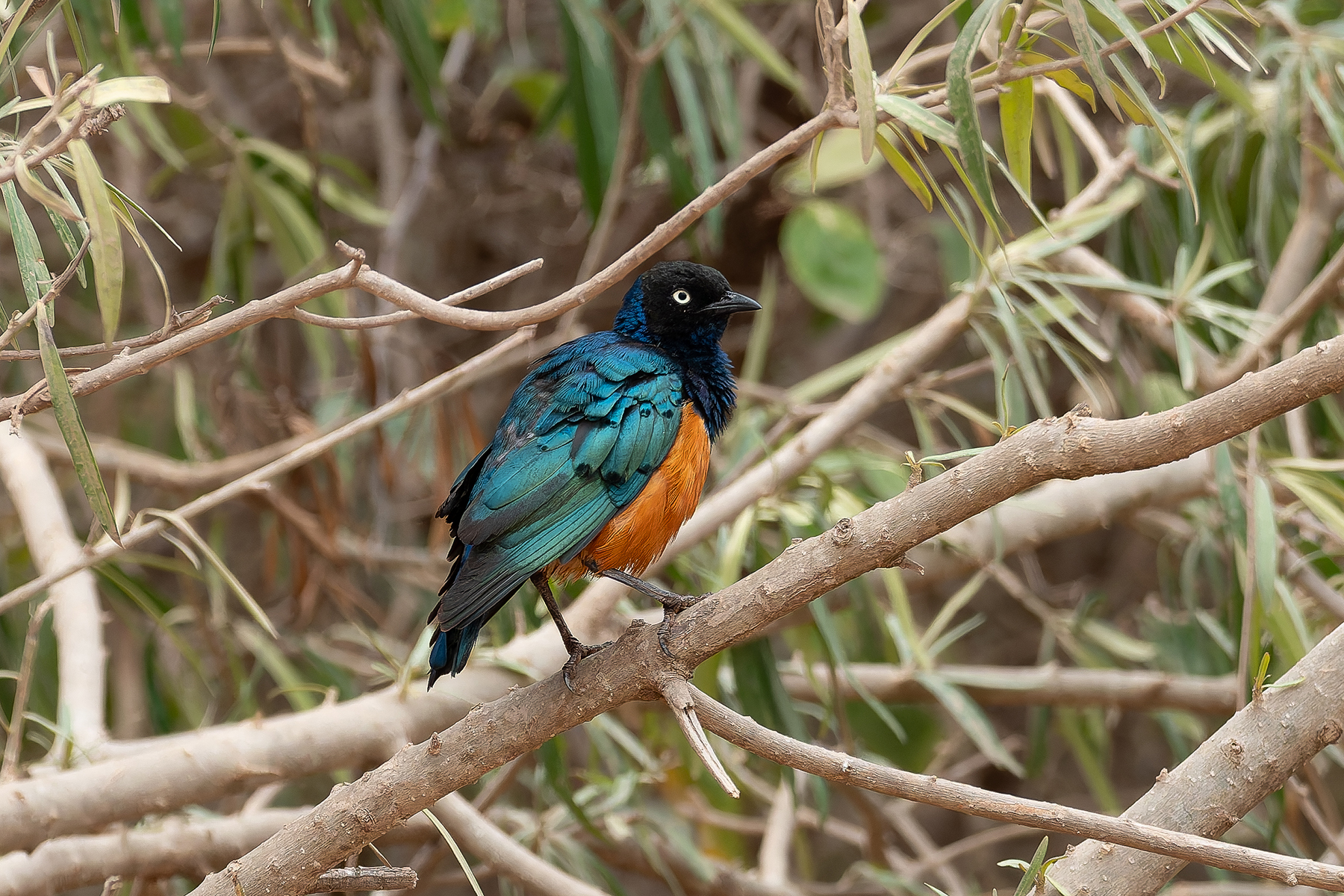 Superb Starling (image by Mark Van Beirs)