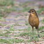 Tawny Antpitta (image by Daniel Branch)