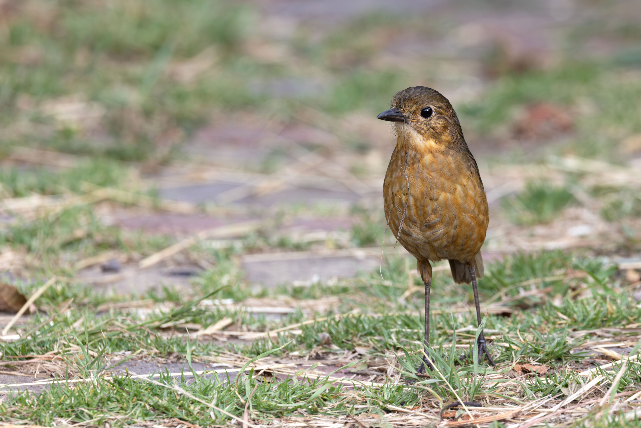Tawny Antpitta (image by Daniel Branch)