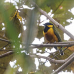 Tit Berrypecker (image by Dáni Balla)