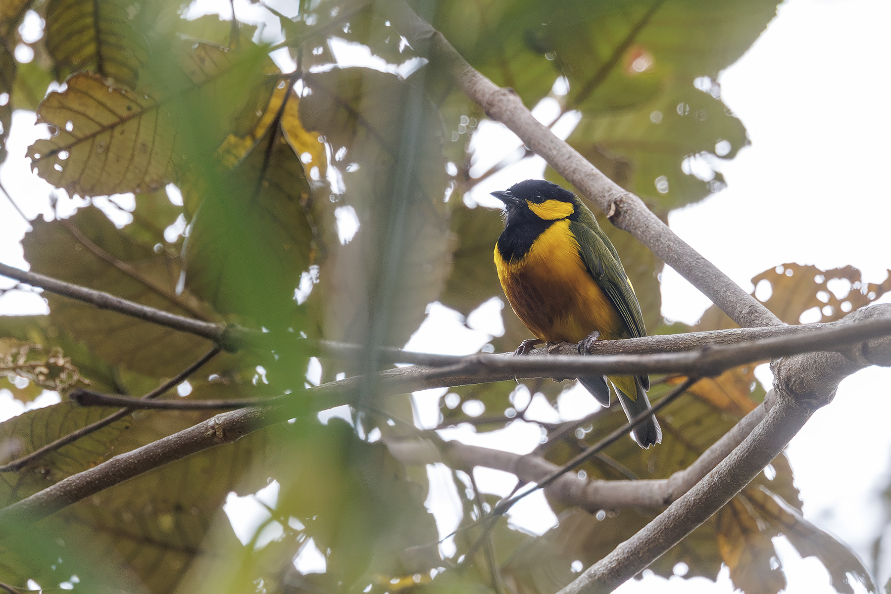 Tit Berrypecker (image by Dáni Balla)