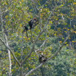 Udzungwa Red Colobus (image by Mark Van Beirs)