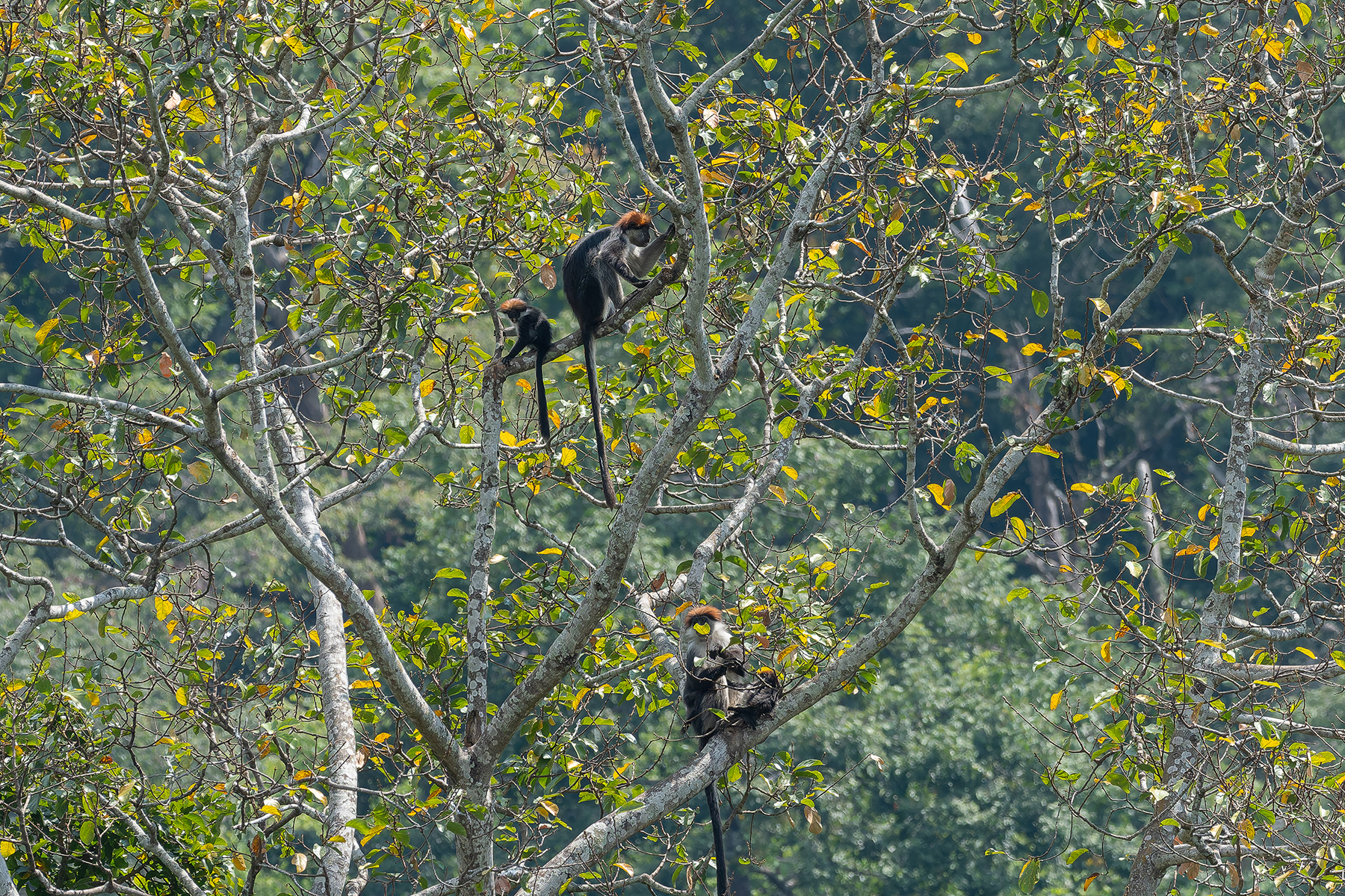 Udzungwa Red Colobus (image by Mark Van Beirs)