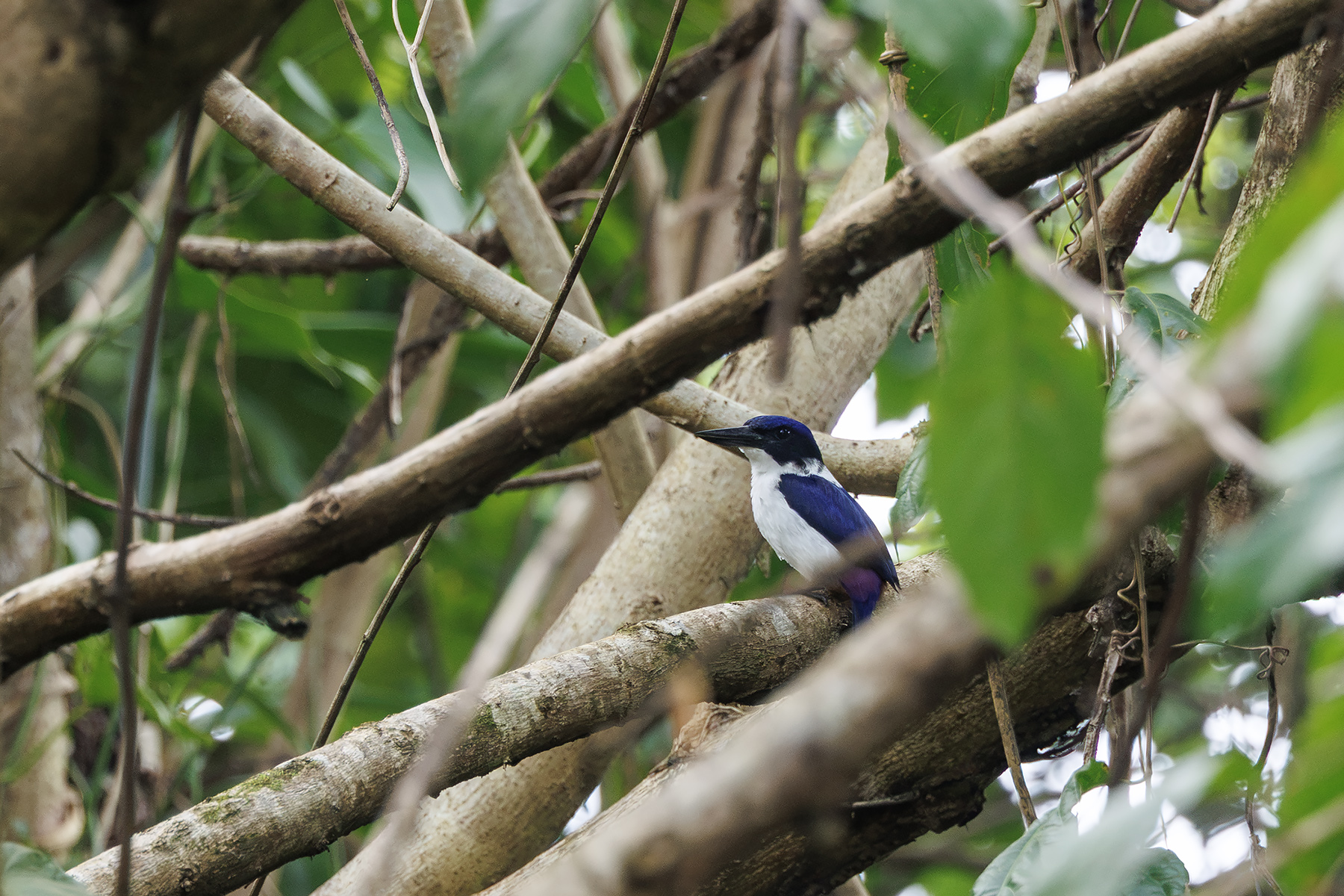 Ultramarine Kingfisher (image by Dáni Balla)