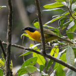 TANZANIA’S EASTERN ARC & PEMBA TOUR REPORT 2026