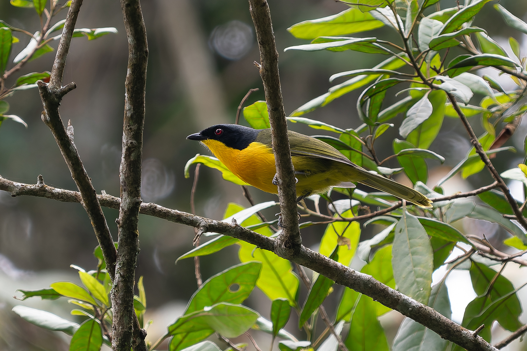 Uluguru Bushshrike (image by Edward Paxton)
