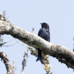 Usambara Drongo (image by Edward Paxton)