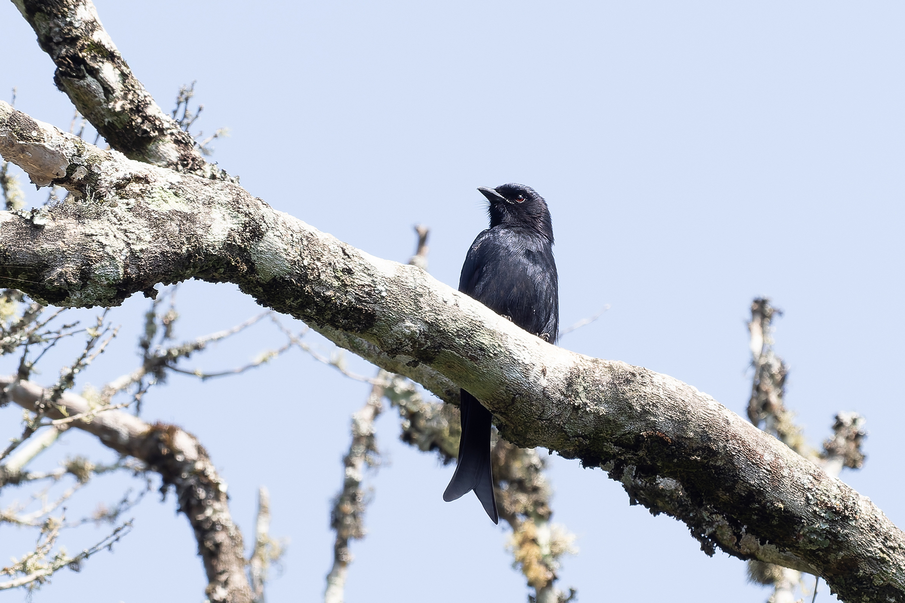 Usambara Drongo (image by Edward Paxton)