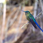 Violet-tailed Sylph (image by Daniel Branch)