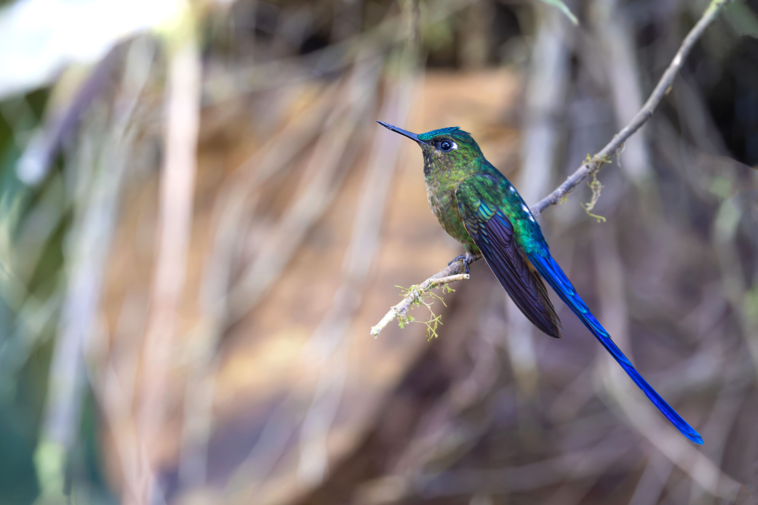 Violet-tailed Sylph (image by Daniel Branch)