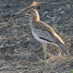 Water Thick-knee (image by Edward Paxton)