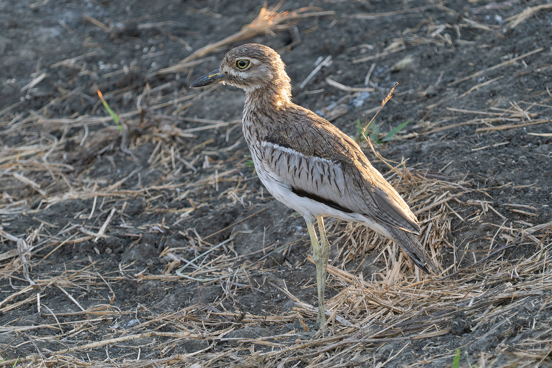 Water Thick-knee (image by Edward Paxton)