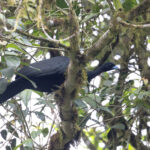 Wattled Guan (image by Daniel Branch)