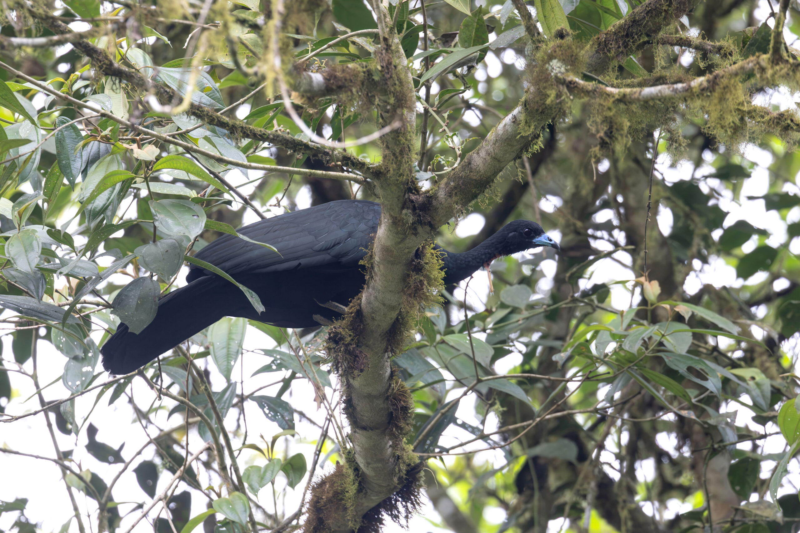 Wattled Guan (image by Daniel Branch)