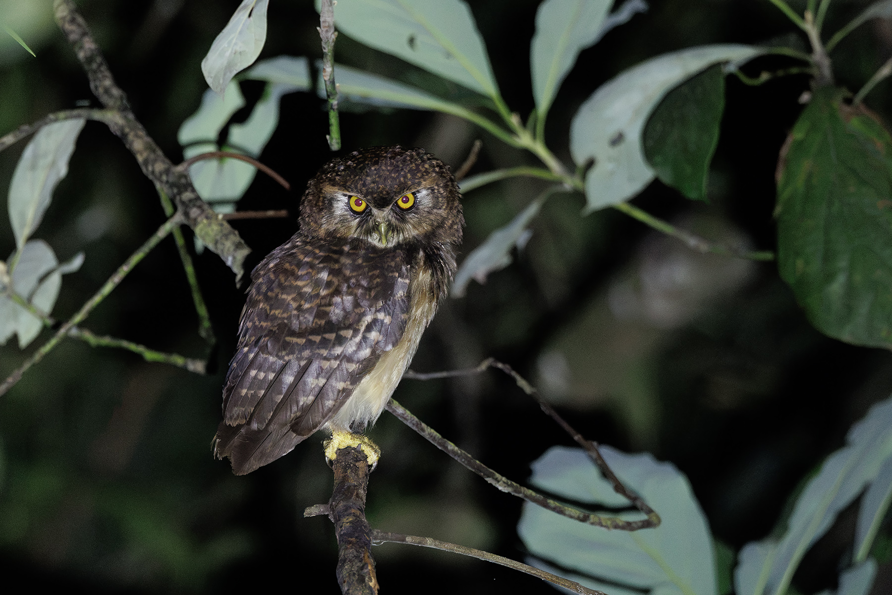 West Solomons Owl (image by Dáni Balla)