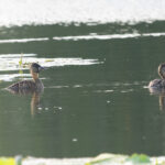 White-backed Ducks (image by Edward Paxton)