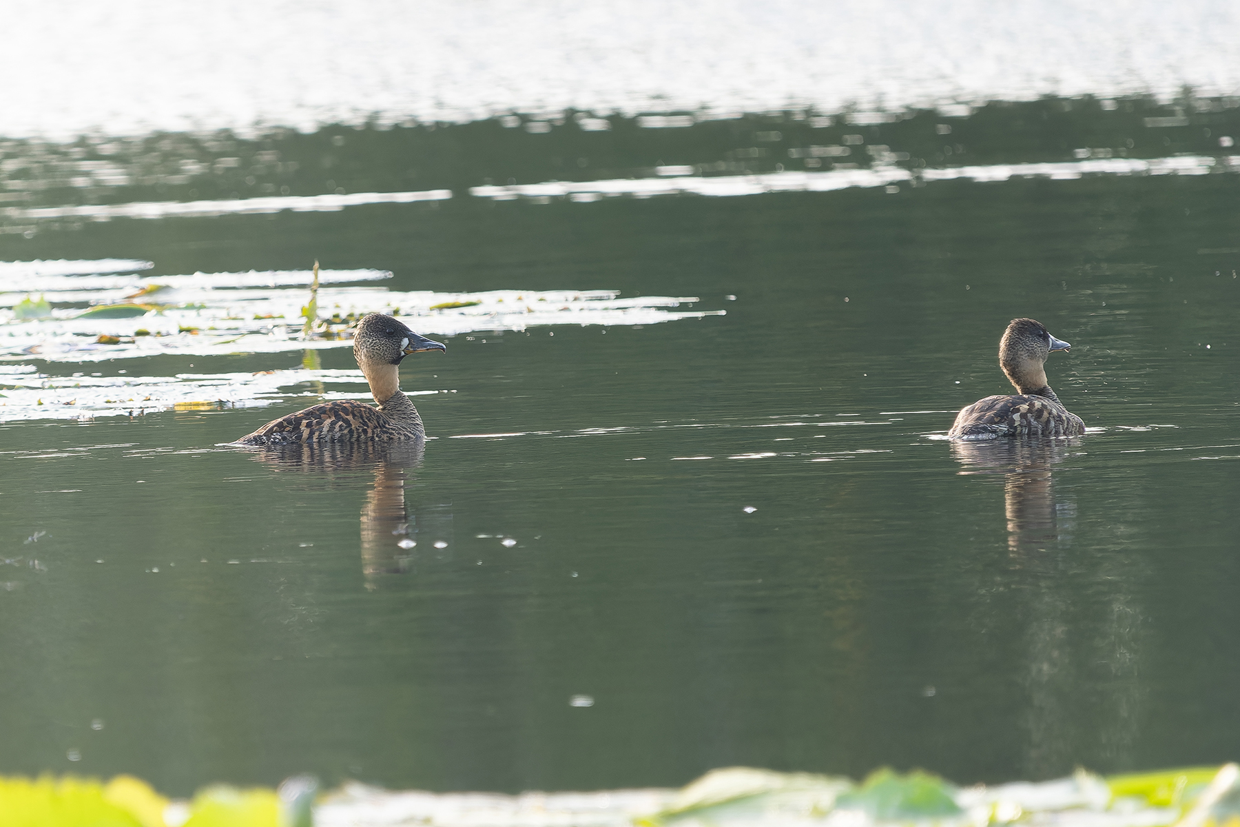 White-backed Ducks (image by Edward Paxton)