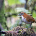 White-bellied Antpitta (image by Daniel Branch)