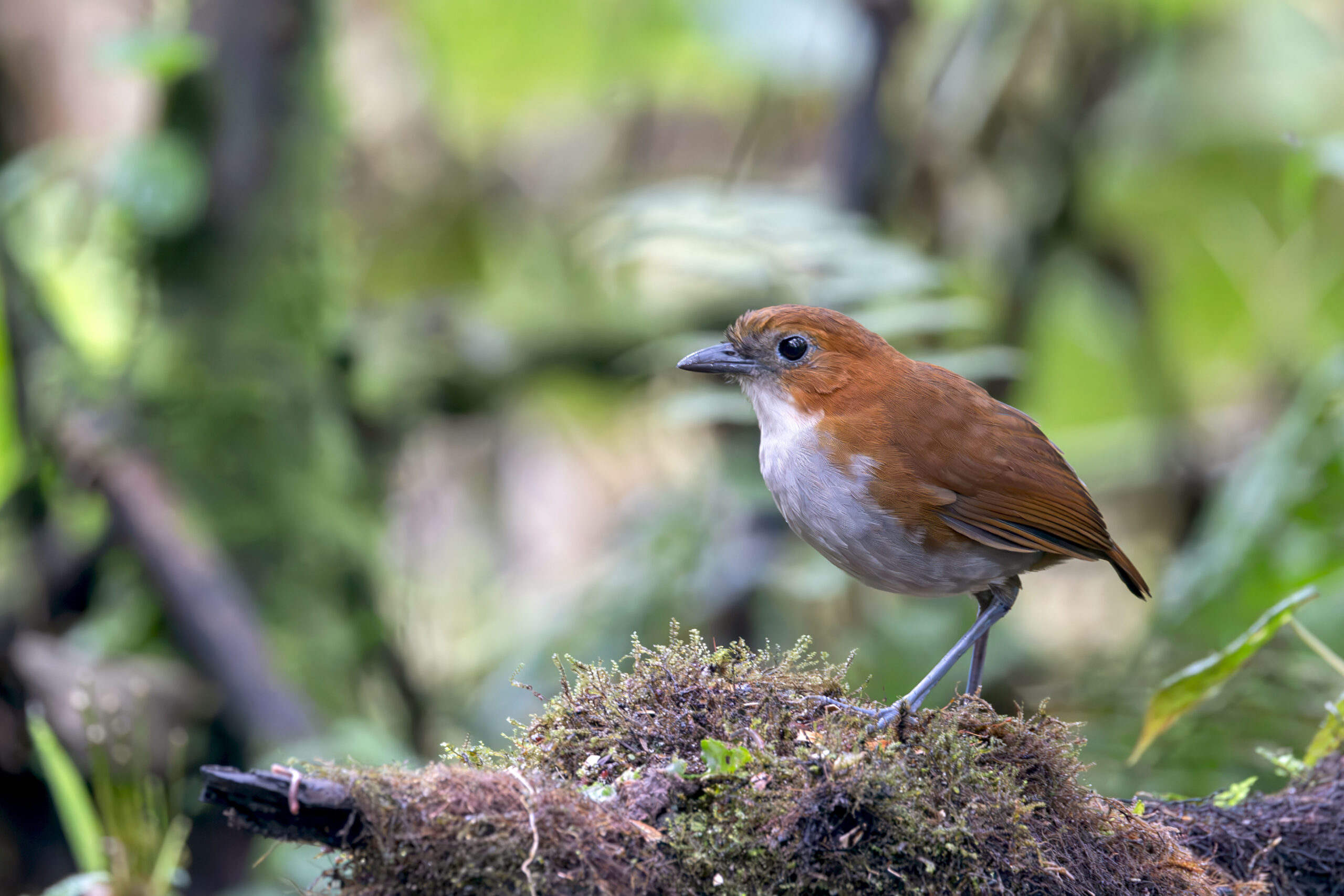 White-bellied Antpitta (image by Daniel Branch)