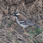 White-browed Sparrow-Weaver (image by Mark Van Beirs)