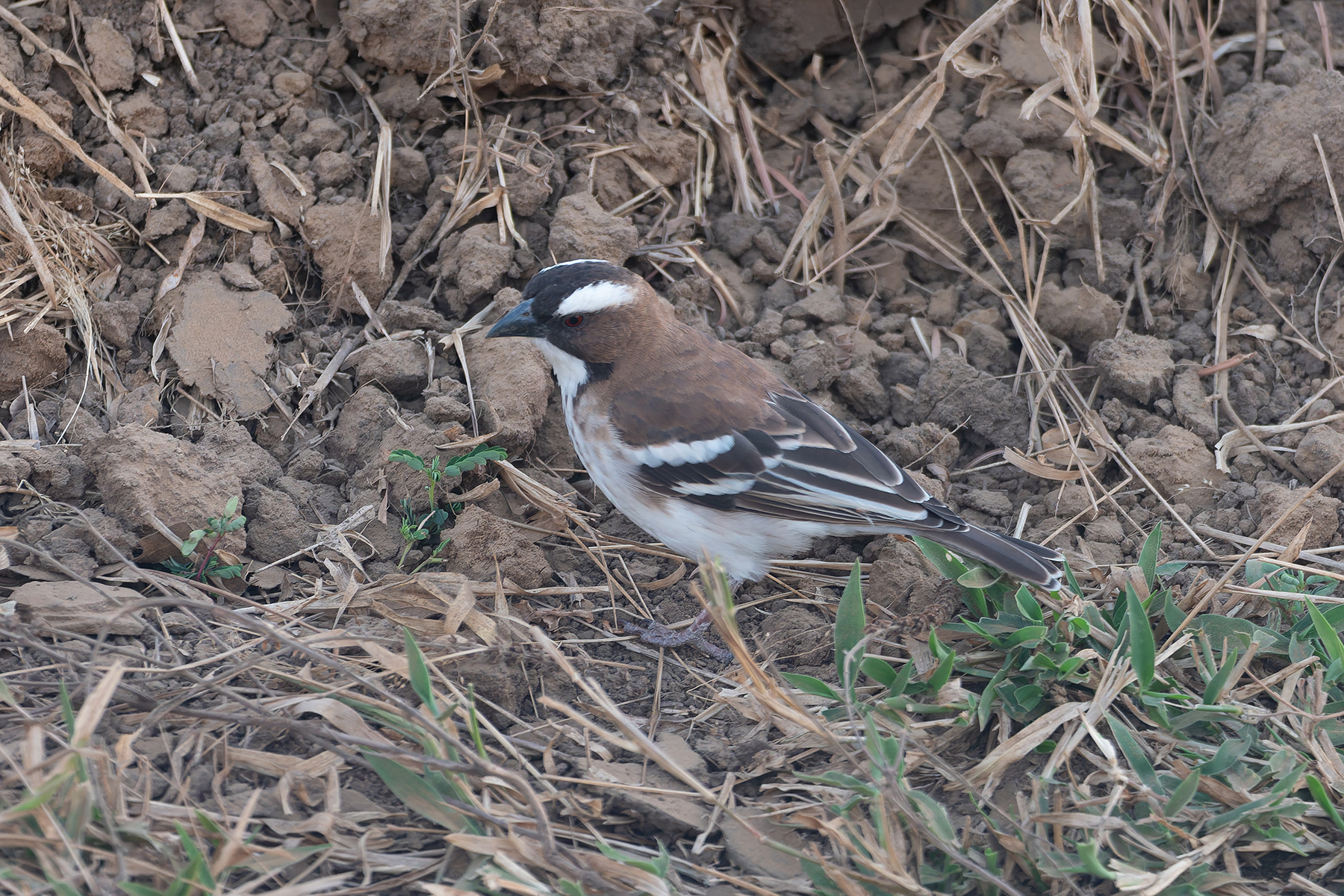 White-browed Sparrow-Weaver (image by Mark Van Beirs)