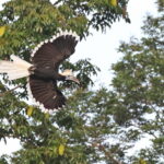 female White-crowend Hornbill (image by János Oláh)
