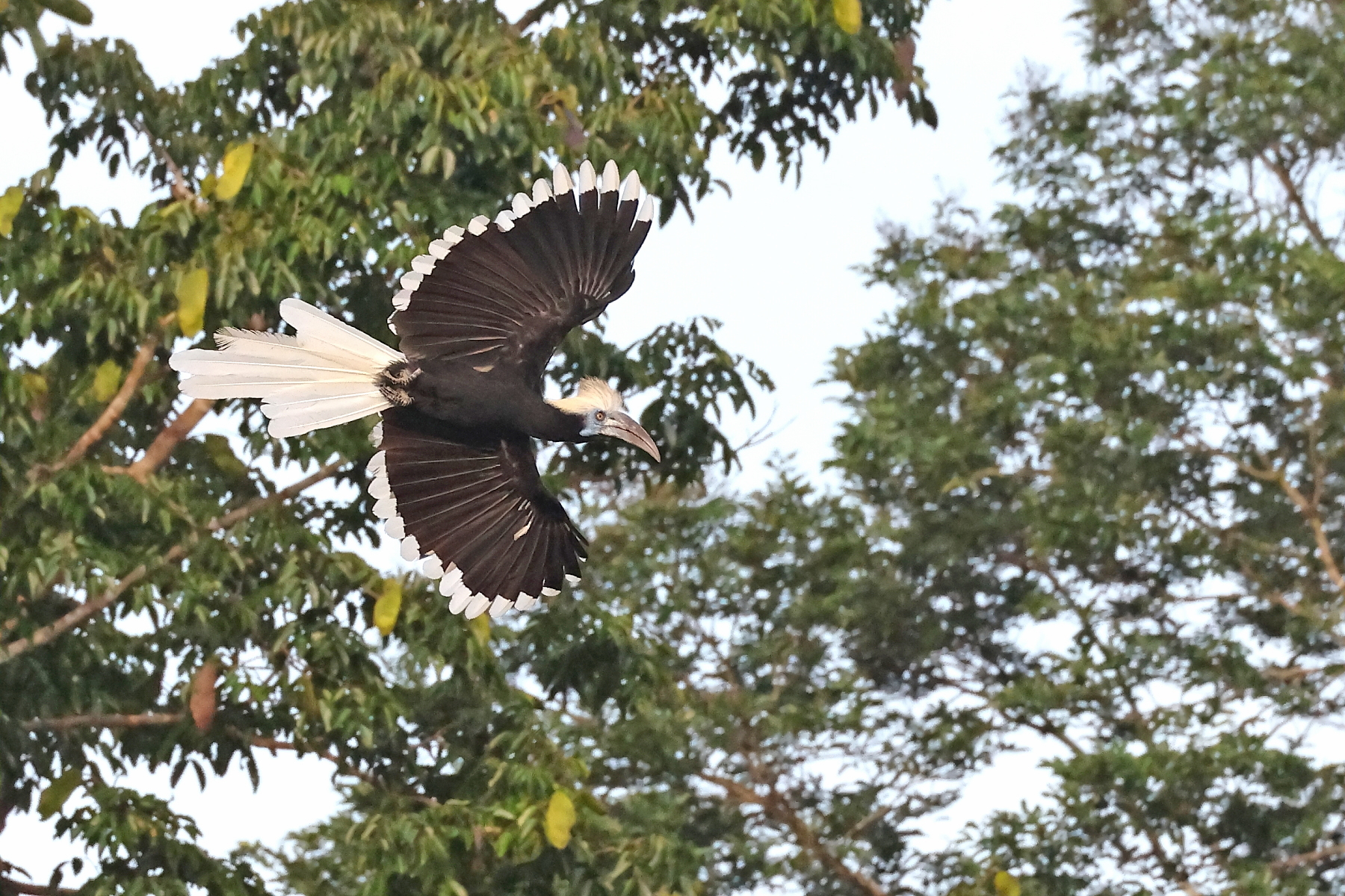 female White-crowend Hornbill (image by János Oláh)