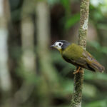 White-faced Robin (image by Dáni Balla)