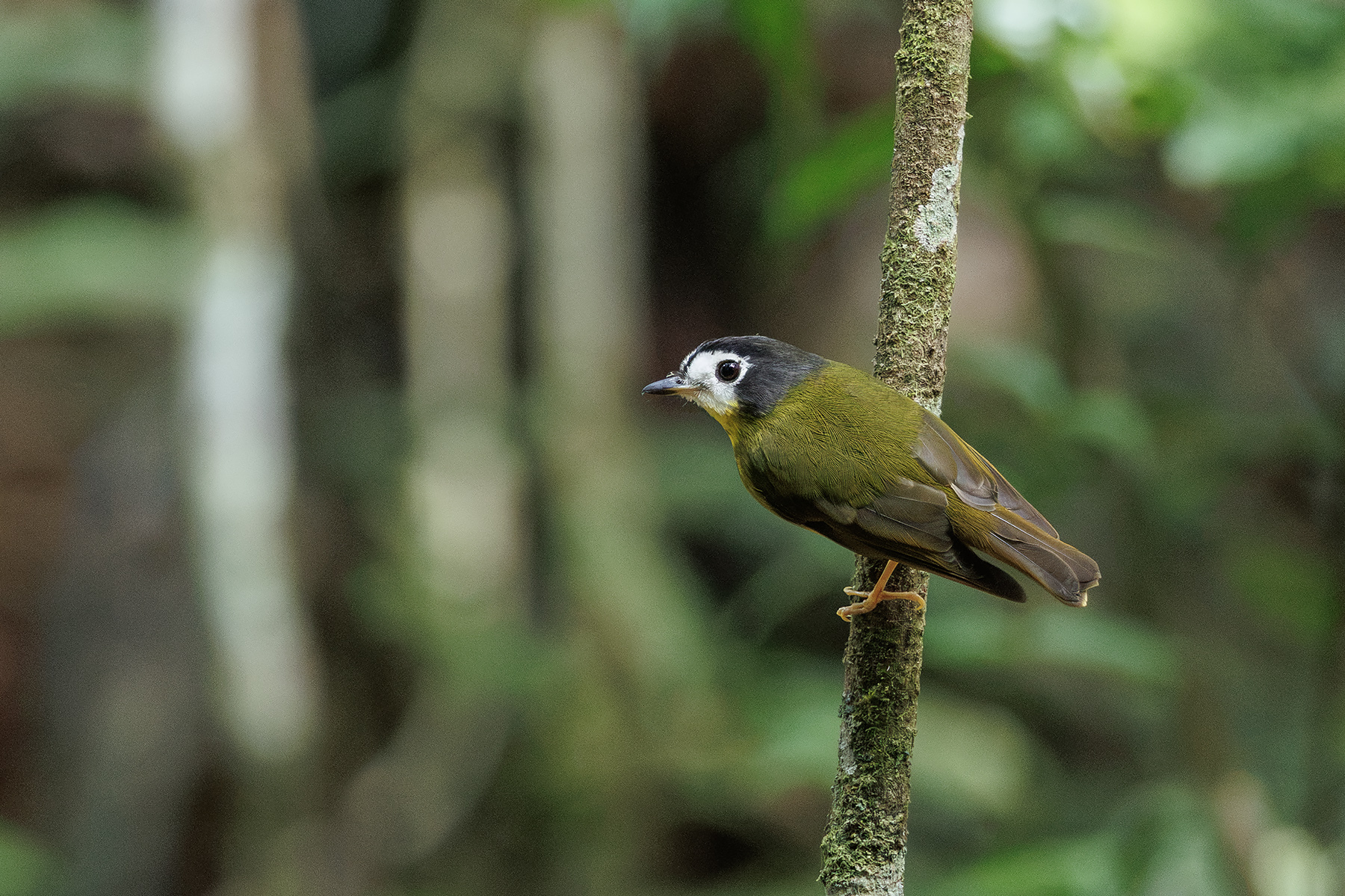 White-faced Robin (image by Dáni Balla)