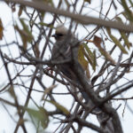 White-headed Mousebird (image by Mark Van Beirs)
