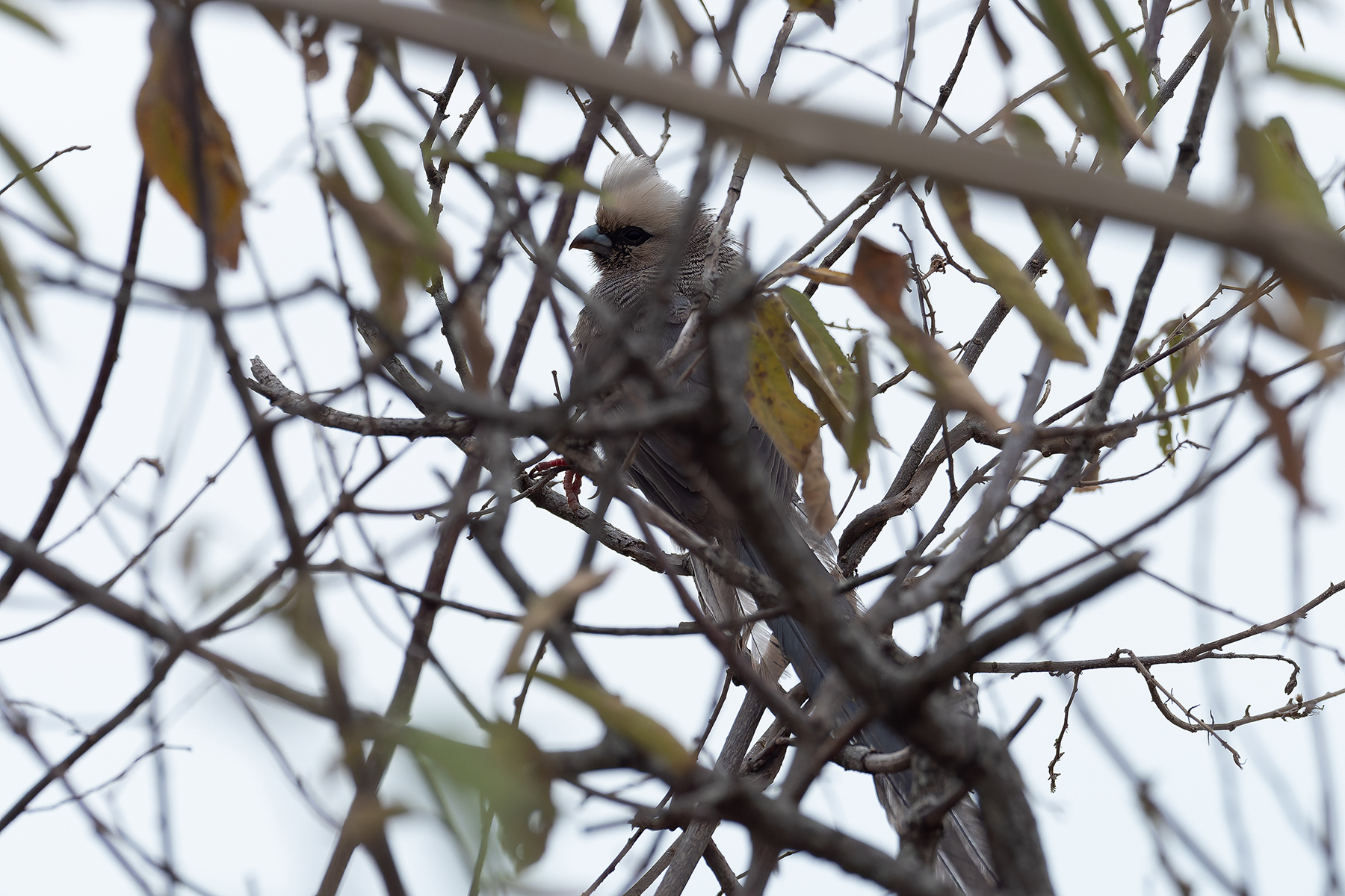 White-headed Mousebird (image by Mark Van Beirs)
