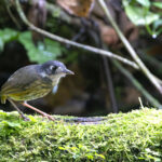 White-lored Antpitta (image by Daniel Branch)