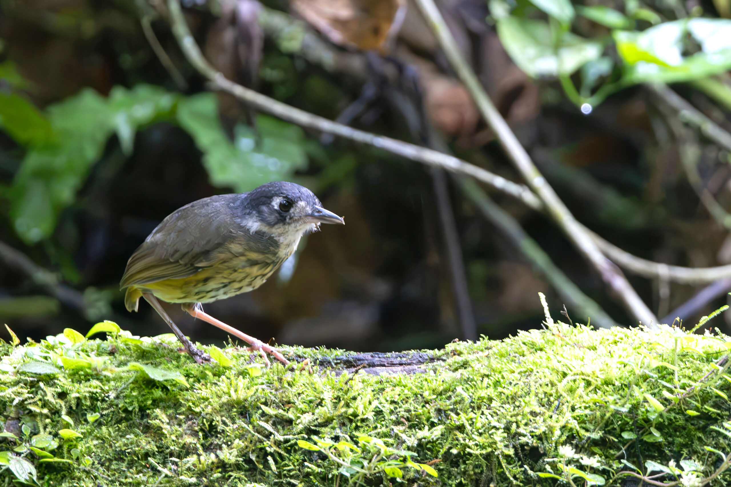 White-lored Antpitta (image by Daniel Branch)