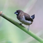 White-rumped Mannakin (image by János Oláh)