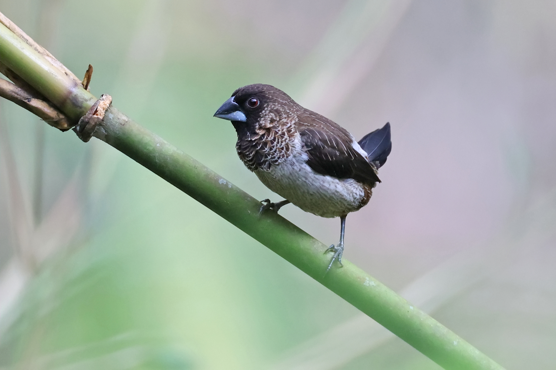White-rumped Mannakin (image by János Oláh)