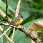 White-starred Robin (image by Mark Van Beirs)