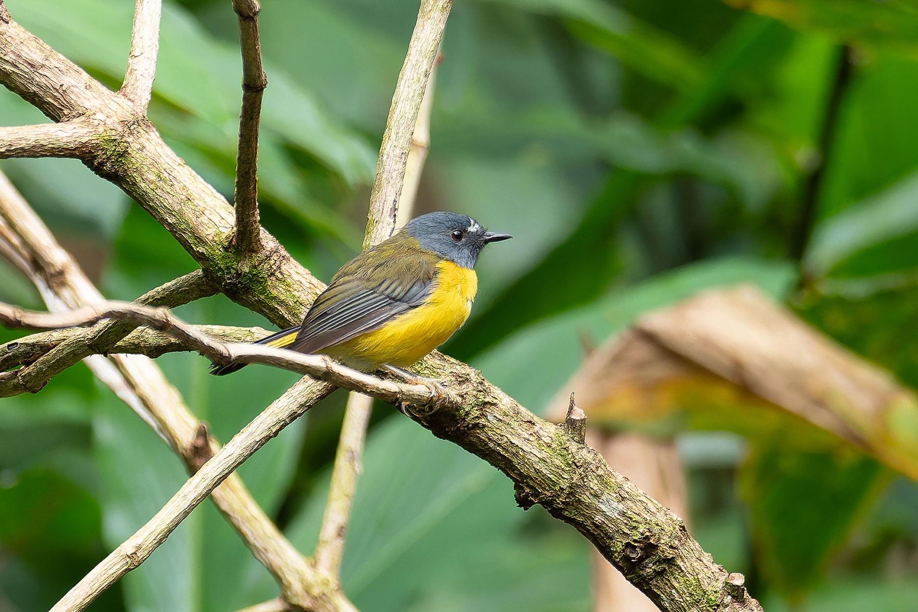 White-starred Robin (image by Mark Van Beirs)