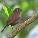 female White-tailed Robin (image by János Oláh)