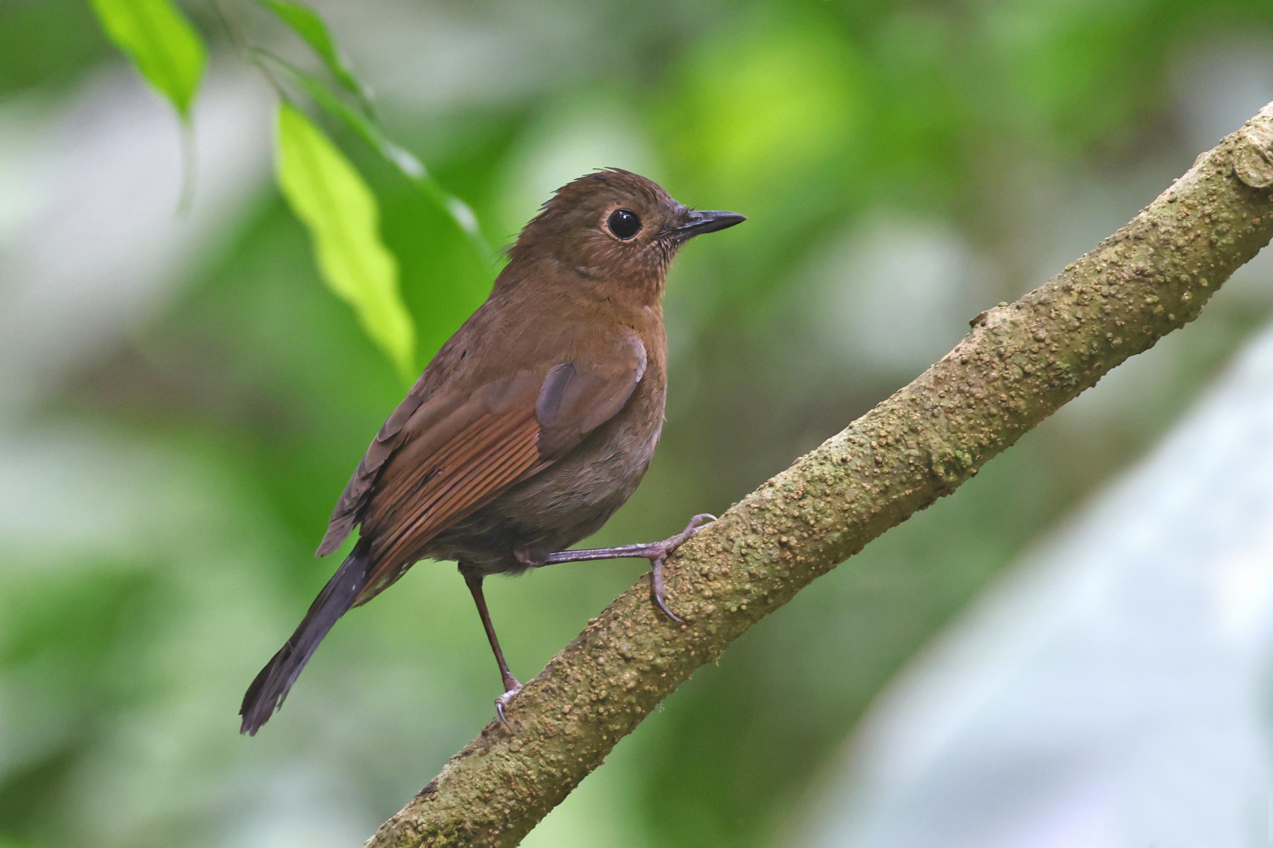 female White-tailed Robin (image by János Oláh)
