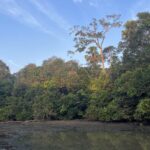habitat of White-winged Duck (image by Craig Robson)