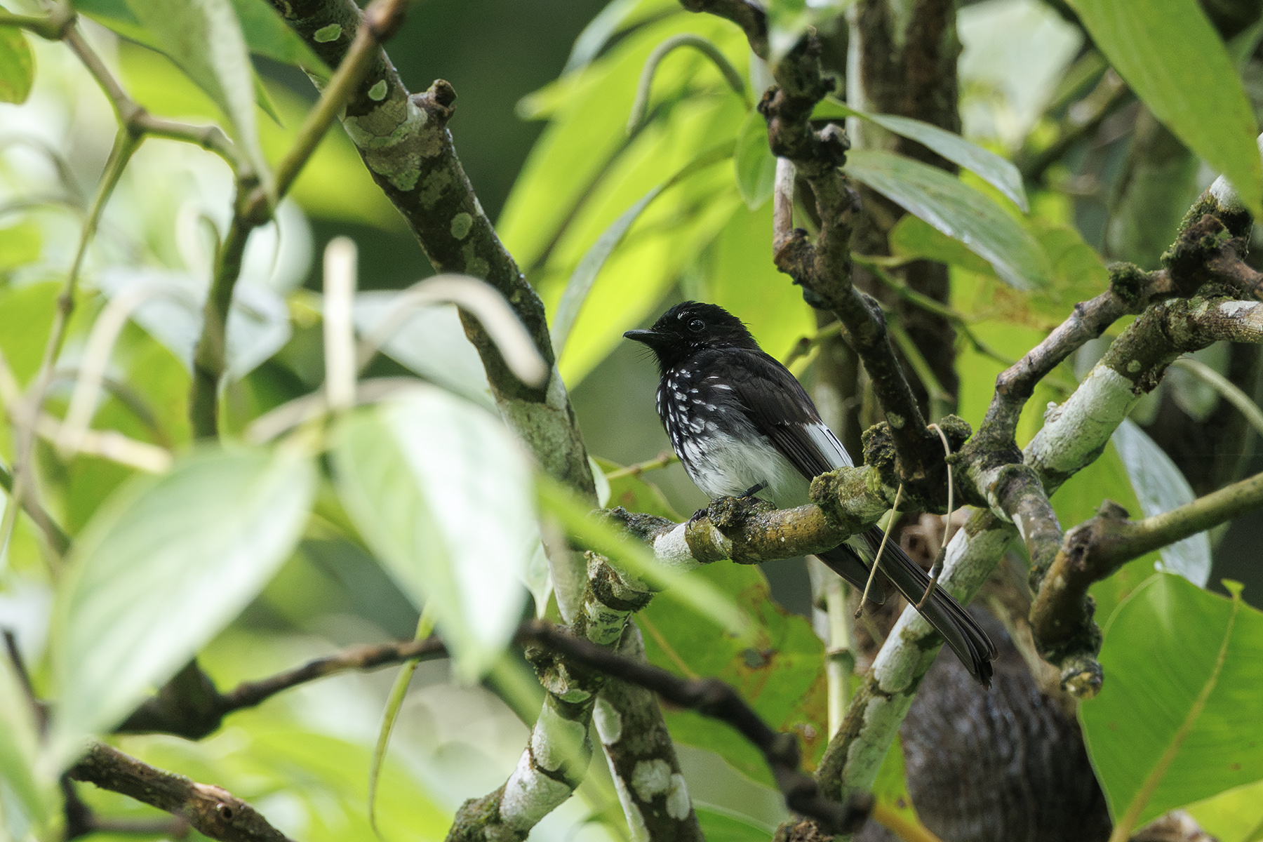 septentrionalis White-winged Fantail (image by Dáni Balla)