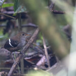 Wing-banded Wren (image by Daniel Branch)