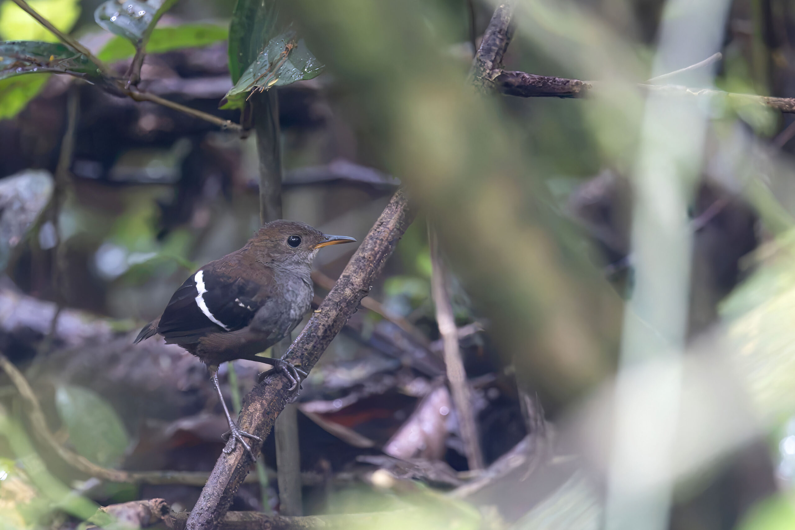 Wing-banded Wren (image by Daniel Branch)