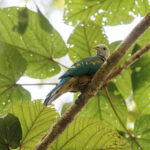 Wompoo Fruit Dove (image by Dáni Balla)
