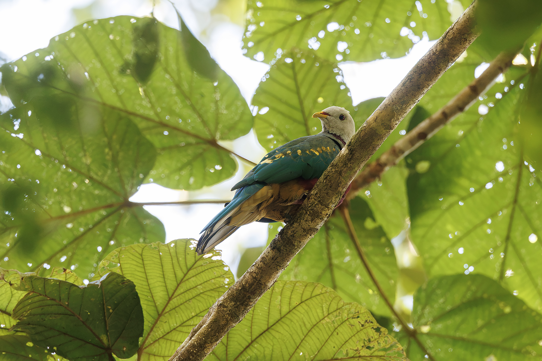 Wompoo Fruit Dove (image by Dáni Balla)