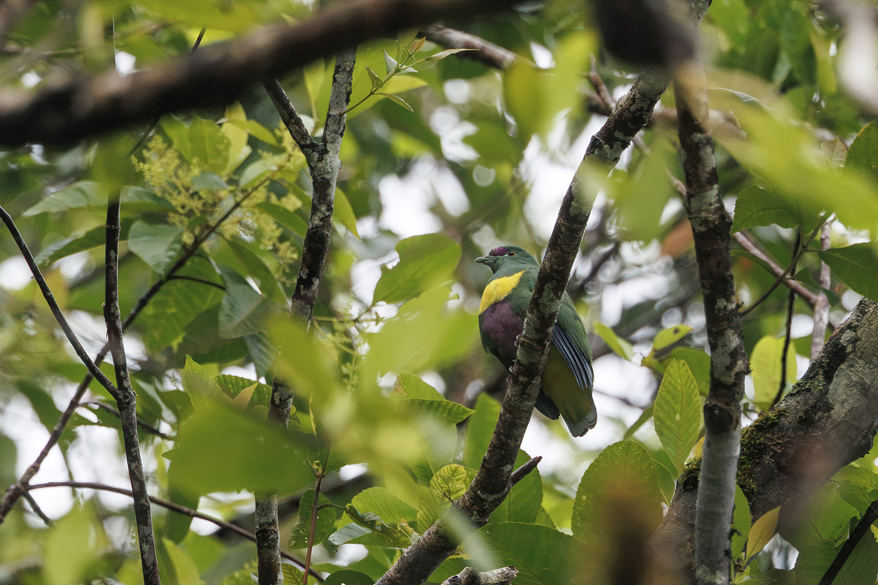 Yellow-bibbed Fruit Dove (image by Dáni Balla)