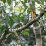 Yellow-billed Kingfisher (image by Dáni Balla)